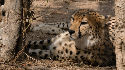 Leopards resting in shadow of the tree