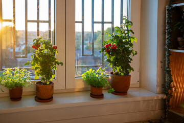 Homegrown small bush of balcony cherry red tomato in ceramic pots growing on windowsill at home. Indoor gardening and farming. Dwarf potted tomatoes plant in apartment
