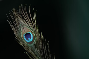 Obraz premium Beautiful peacock feather on dark background, closeup. Space for text