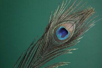 Beautiful peacock feather on teal background, closeup