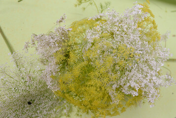 Hinojo en flor en ramillete, siempreviva y aquilea milenrama, aromáticas