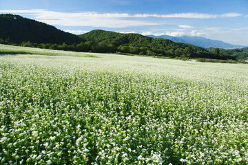 白く可憐な花を咲かせるそば畑
