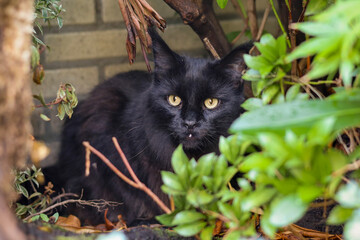 Black Maine Coon kitten hides in the planter