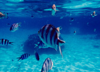 Tropical fish underwater while snorkeling in Bora Bora lagoon