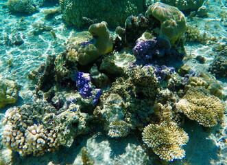 Vibrant coral reef ecosystem underwater in the crystal-clear lagoon of Bora Bora in French Polynesia
