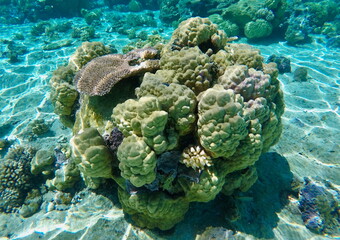 Vibrant coral reef ecosystem underwater in the crystal-clear lagoon of Bora Bora in French Polynesia