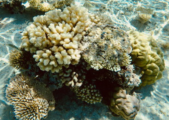 Obraz premium Vibrant coral reef ecosystem underwater in the crystal-clear lagoon of Bora Bora in French Polynesia