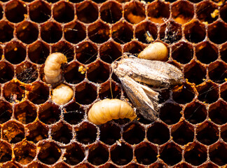 Wax moth larvae.
During growth, wax moth larvae feed on wax, as a result of which wax combs are...