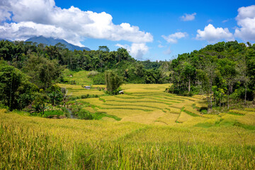 A tranquil landscape of rice fields arranged in a radiating pattern in Flores, Indonesia, bordered by lush green hills under a clear blue sky