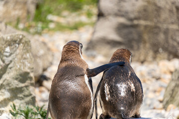 Penguins, Marwell zoo, firends, love, valentines day, bros,  relationship,hug