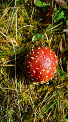 Red Mushroom with white dots