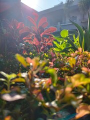 Sunlight Streaming Through Garden Trees, View from Below, Lush Greenery and Bright Sun Rays, Serene...