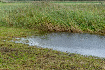 wet meadow landscape behind the north sea dunes