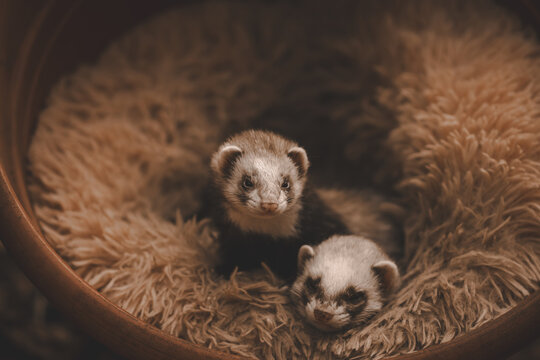 Sleeping ferrets, couple, loved ones, family, yawing, cute, soft, fur, warm, 