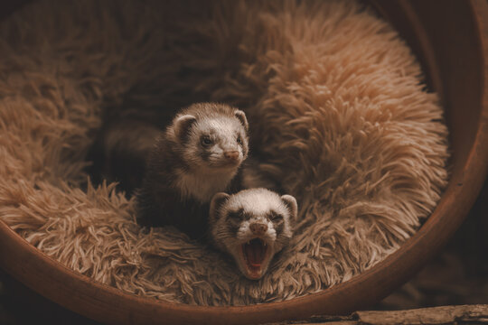 Sleeping ferrets, couple, loved ones, family, yawing, cute, soft, fur, warm, 