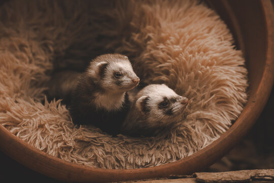 Sleeping ferrets, couple, loved ones, family, yawing, cute, soft, fur, warm, 