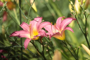 Lilien