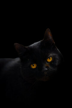 Black cat on a black background, photo, real, orange eyes, halloween, pet ,cute, 
