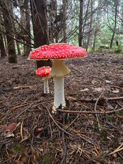 fly mushroom