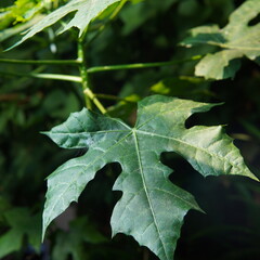 Cnidoscolus aconitifolius (chaya, Tree spinach, Spinach tree, Tread softly, Cabbage star, Ortiga, Pica, and Spurge nettle). green leaves of the chaya plant. plant theme. nature theme
