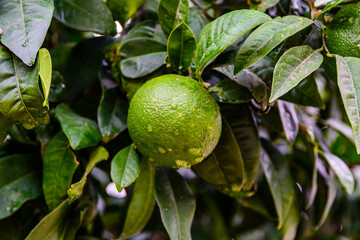 Green mandarin fruit on tree at the orchard