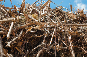 mountain of tree branches and roots against blue sky