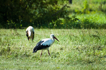 two white storks on a green meadow in summer
