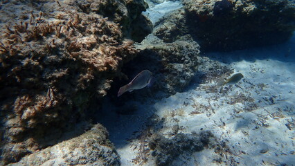European parrotfish or parrotfish (Sparisoma cretense) undersea, Aegean Sea, Greece, Syros island, Azolimnos beach