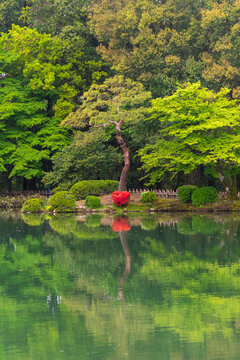 Red azalea in Kenrokuen garden in kanazawa, Japan
