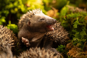 Tier des Jahres 2024 - Igel