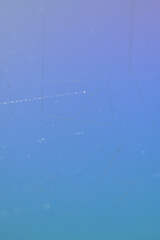 spider web on the water