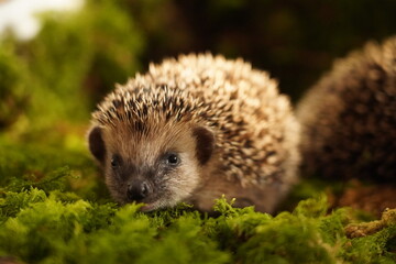 Tier des Jahres 2024 - Igel