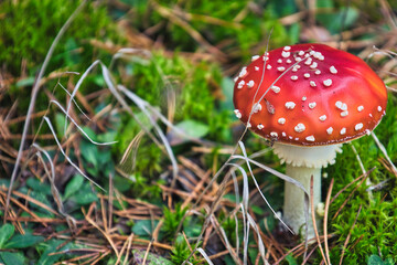 Beautiful - Red Fly Agaric Mushroom in Forests - Amanita Muscaria - Toadstool - Close-Up - Herbst Stimmung - Waldpilz - Glückspilz - Fliegenpilz - Colorkey - Background - High Quality Photo
