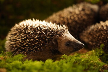 Tier des Jahres 2024 - Igel