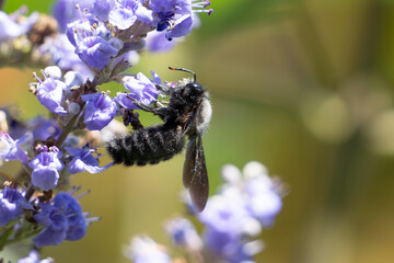 Blaue Holzbiene