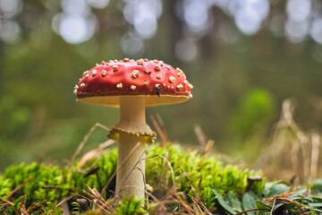 Beautiful - Red Fly Agaric Mushroom in Forests - Amanita Muscaria - Toadstool - Close-Up - Herbst...