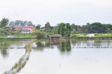 hut on the field or rice field , paddy field