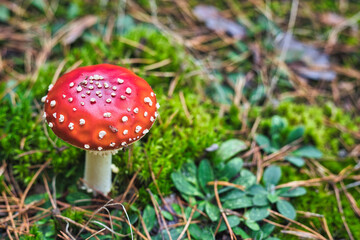 Beautiful - Red Fly Agaric Mushroom in Forests - Amanita Muscaria - Toadstool - Close-Up - Herbst...