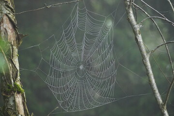Spinnennetz