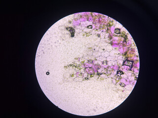 Plants cell