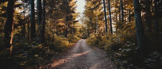 Fototapeta premium A tranquil forest path surrounded by tall trees and dappled light invites exploration, offering a moment of peace and connection with nature.