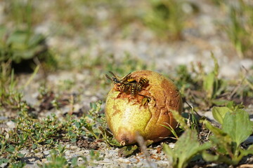Wespen auf Birne