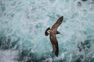 seagull in the sky