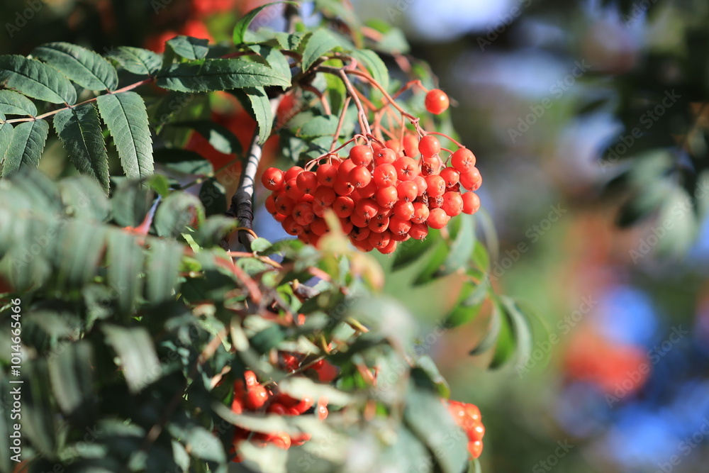 Poster A cluster of red berries hangs from the branches of a tree, ripe for picking.