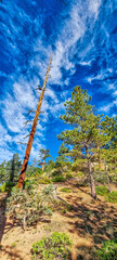 Fototapeta premium Rock formations of Bryce Canyon National Park seen from the Navajo Loop hike, Utah.