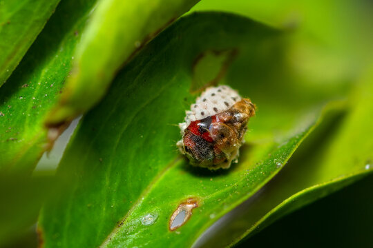 Selective focus on a Vedalia Beetle emerging from pupa, Novius Cardinalis, Rodolia Cardinalis