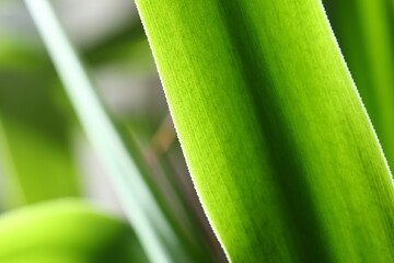 A detailed view of a leafy plant, ideal for use in botanical or environmental contexts.