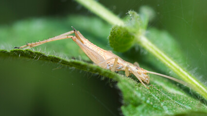 Selective focus on Italian Tree Cricket on a leaf, Oecanthus Pellucens