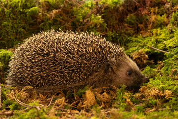 Tier des Jahres 2024 - Igel