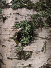 A close-up view of a tree trunk covered in lush green moss, ideal for nature-inspired designs and...